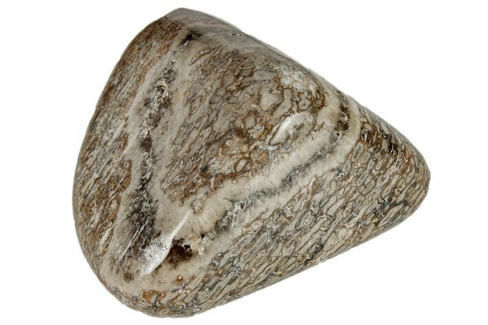 Polished Dinosaur Bone (Gembone) - Morocco #190055